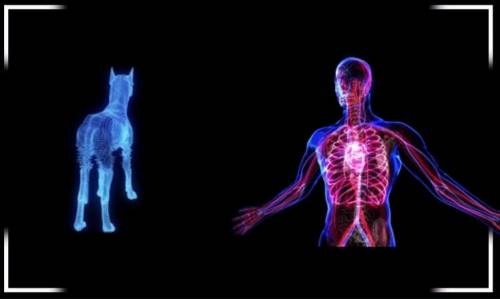 Стартап Verisim Life создаёт систему биосимуляции на базе искусственного интеллекта, которая поможет предсказать влияние тех или иных лекарственных препаратов на организм животного и даже человека